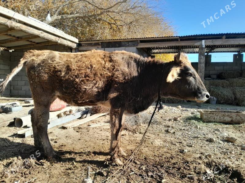 tuwe - Бахарден - img 3