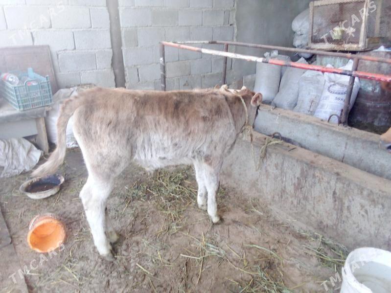 golel sygy - Гёкдепе - img 7