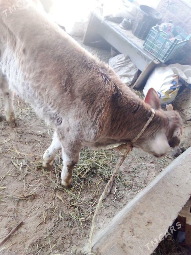 golel sygy - Гёкдепе - img 8