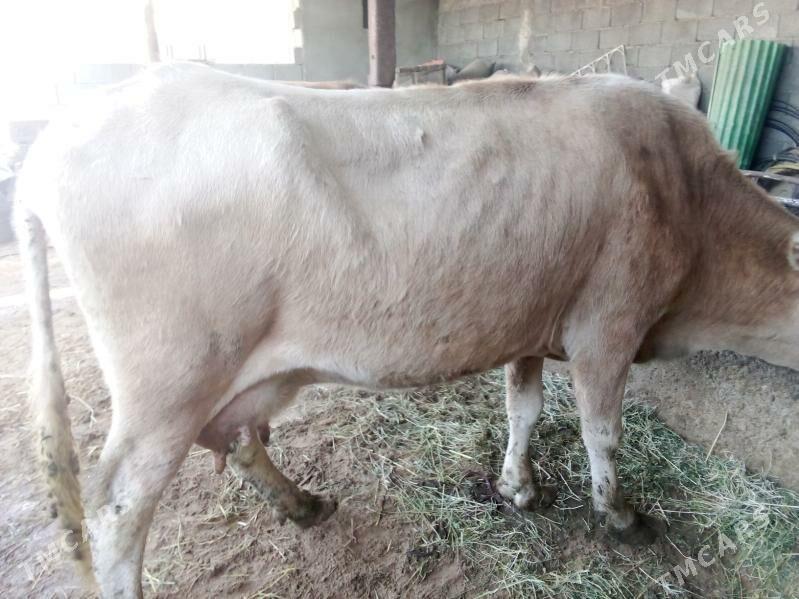 golel sygy - Гёкдепе - img 3