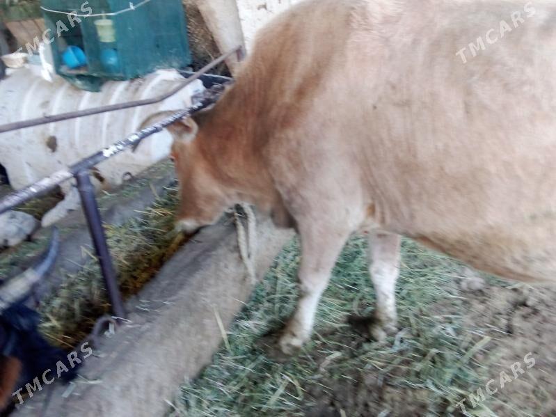 golel sygy - Гёкдепе - img 6