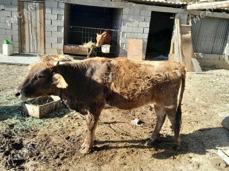 tuwe - Бахарден - img 2