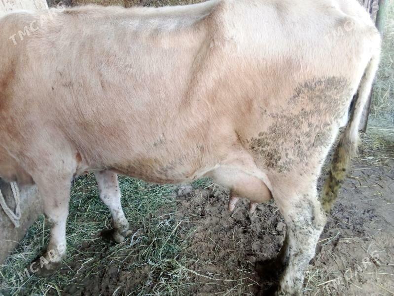 golel sygy - Гёкдепе - img 5