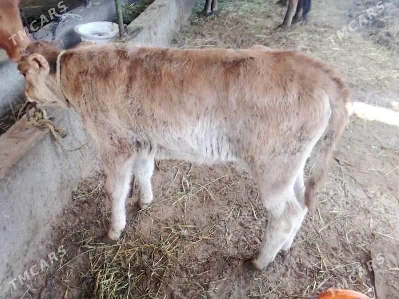 golel sygy - Гёкдепе - img 1