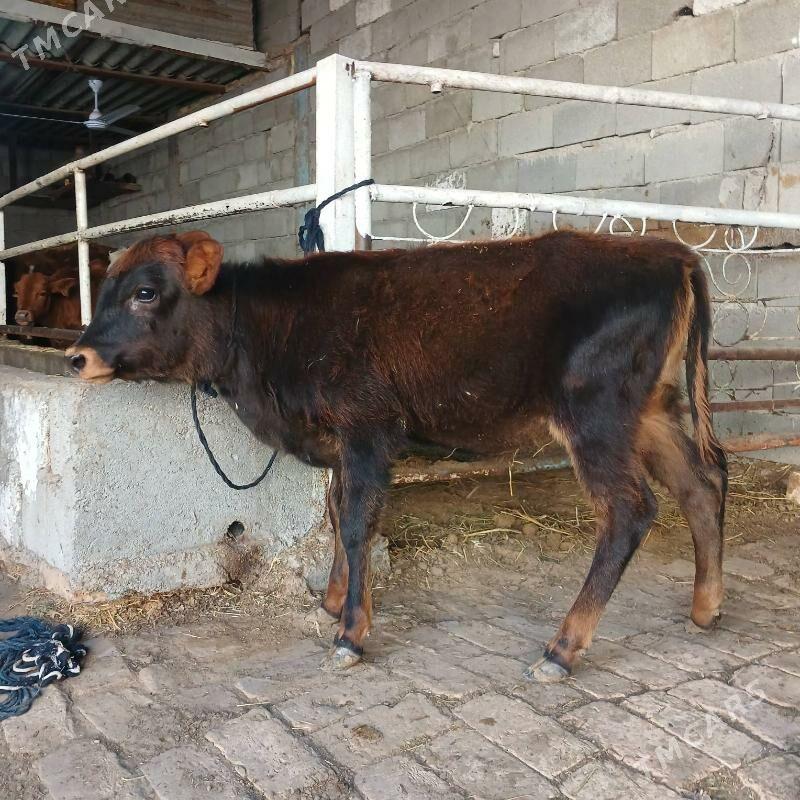 GOLE - Büzmeýin - img 2