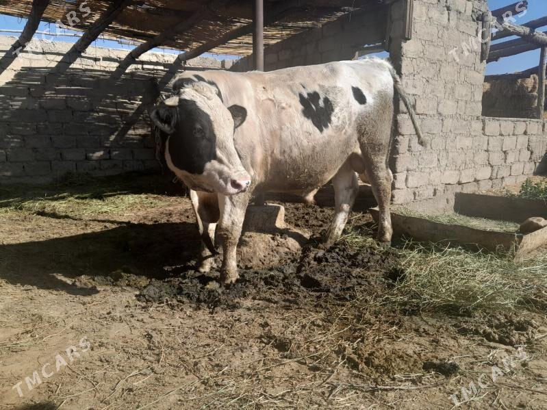 golsteyin okuz - Büzmeýin - img 2