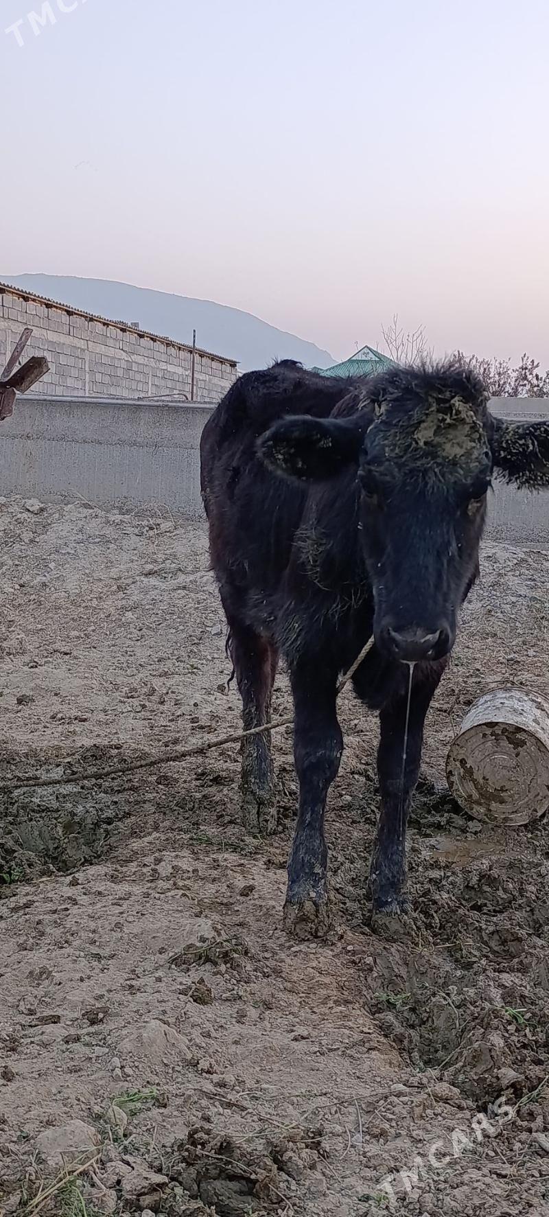 tuwe gole - Gökdepe - img 3