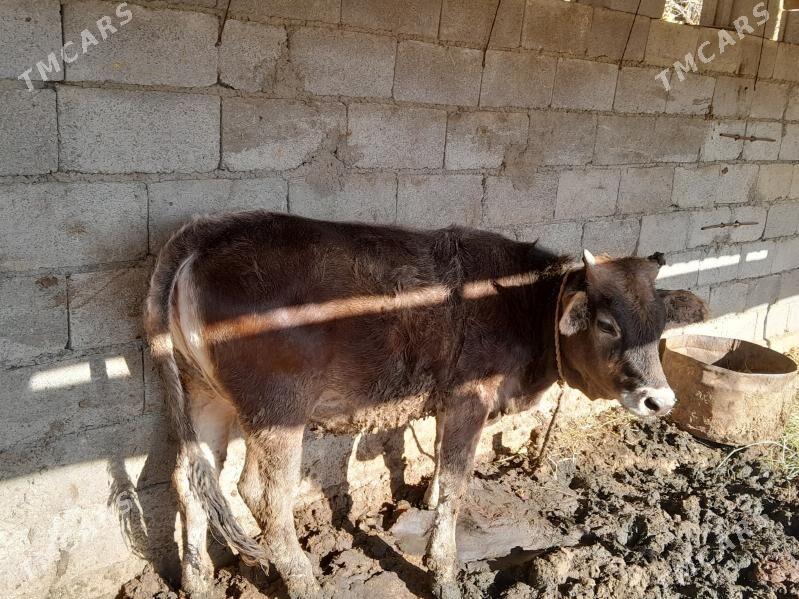 tuwe - Бахарден - img 1