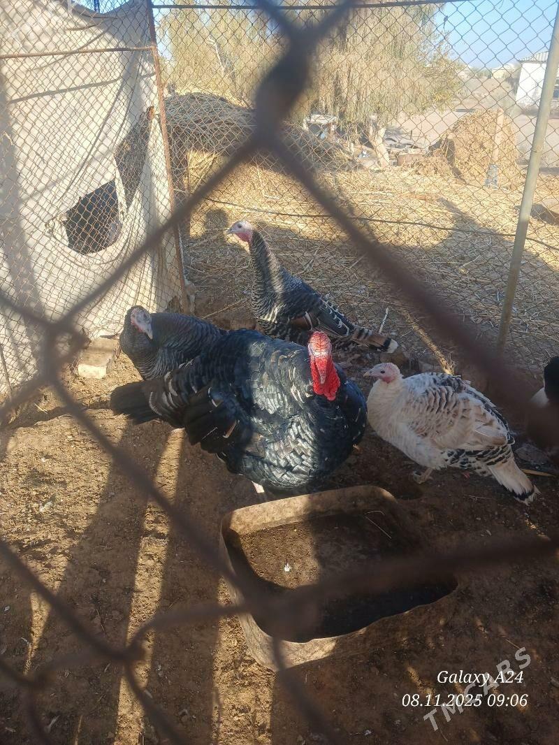 Induklar. - Ýolöten - img 2