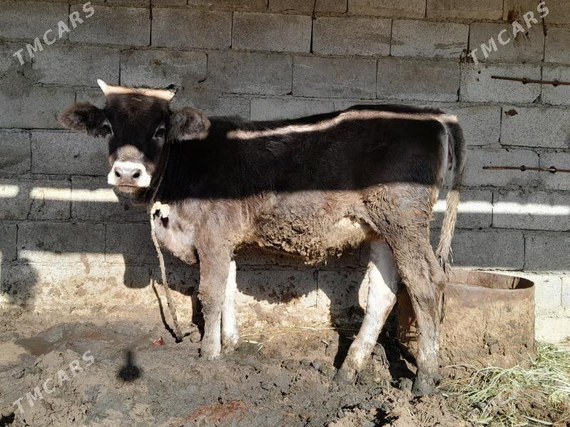 tuwe - Бахарден - img 3