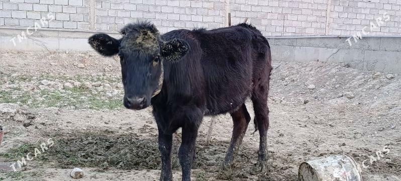 tuwe gole - Gökdepe - img 2