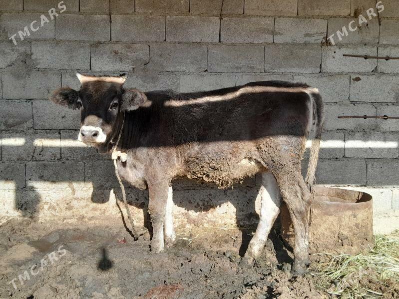 tuwe - Бахарден - img 4