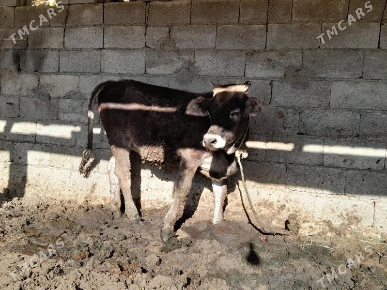 tuwe - Бахарден - img 2