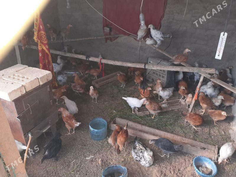 Juje - Sakarçäge - img 2