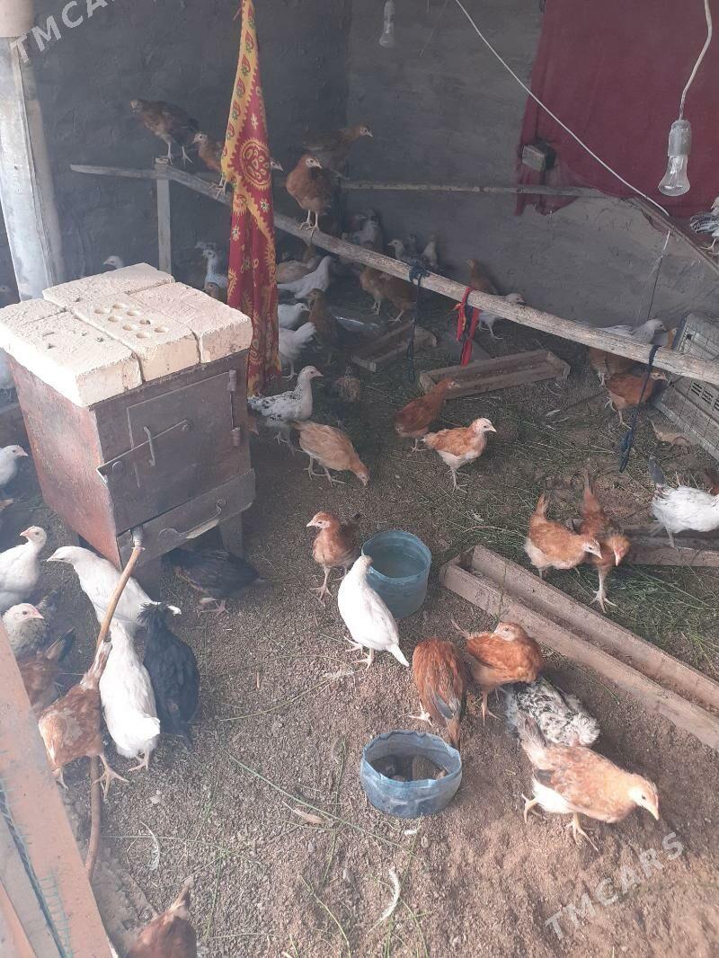 Juje - Sakarçäge - img 3