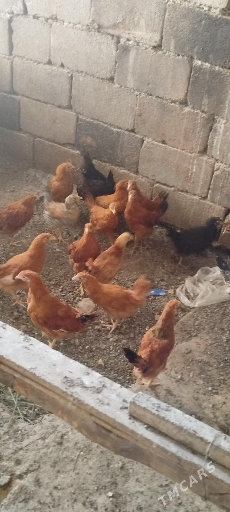 juyje - Ашхабад - img 3