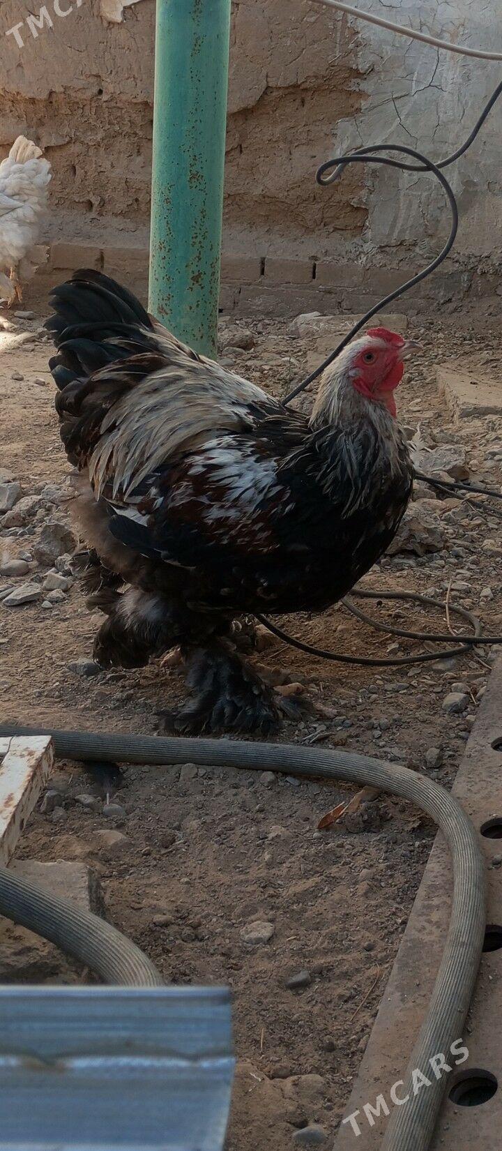 blu horaz - Гызыларбат - img 3