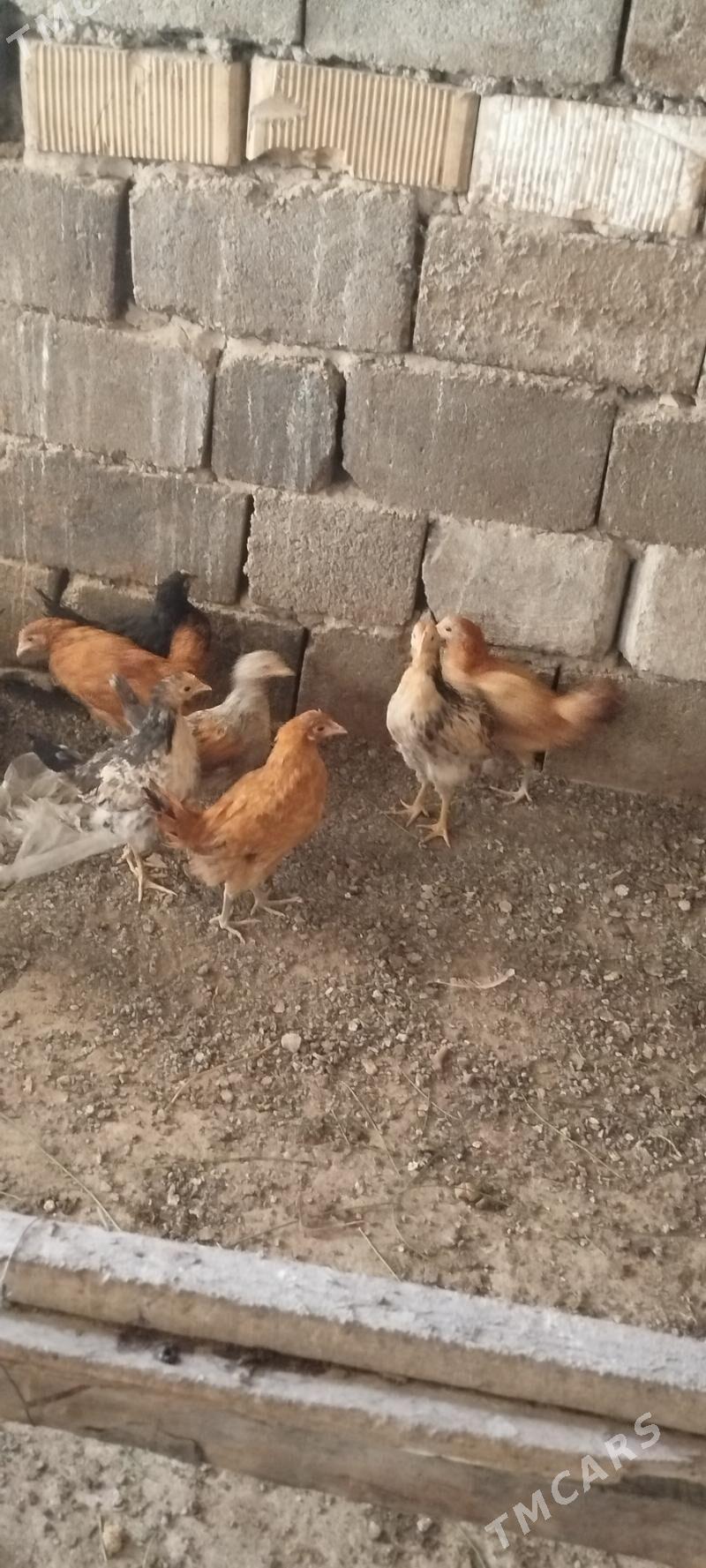 juyje - Ашхабад - img 4