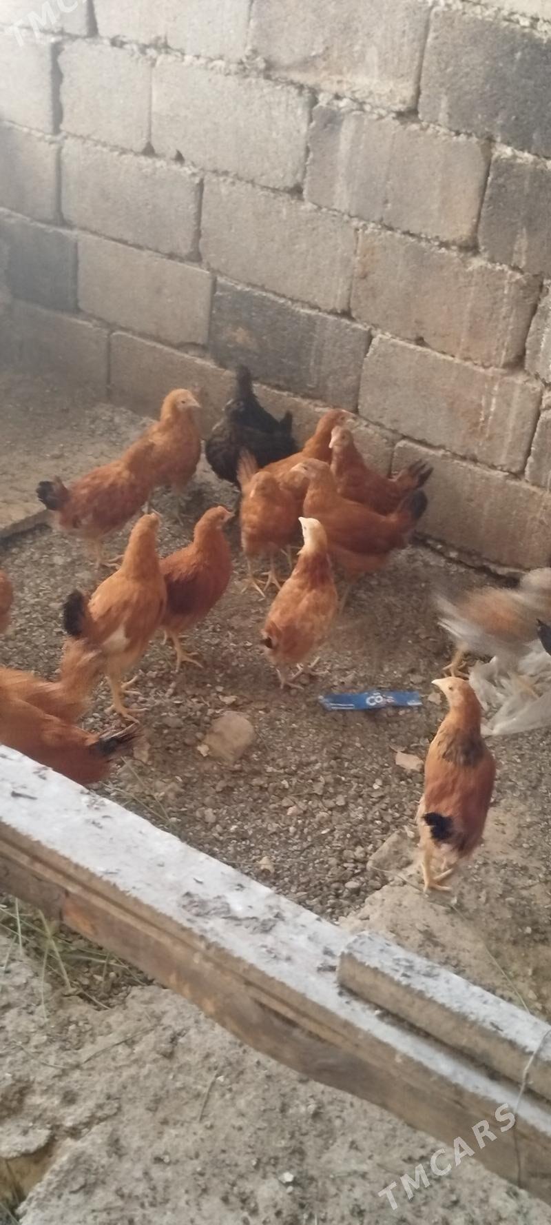 juyje - Ашхабад - img 2