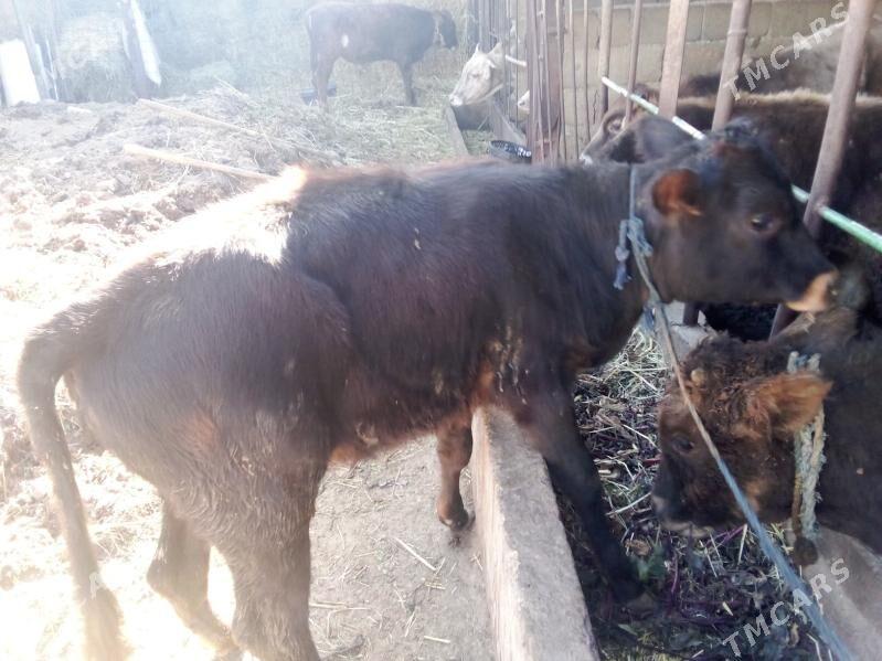 gölgeli sygyr - Gökdepe - img 3