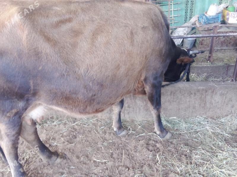 gölgeli sygyr - Gökdepe - img 5