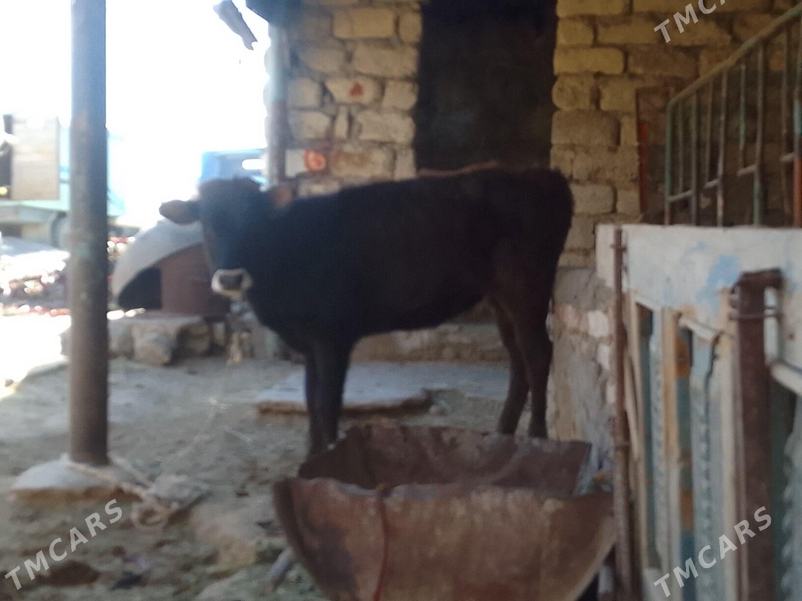 tüwe - Gökdepe - img 2