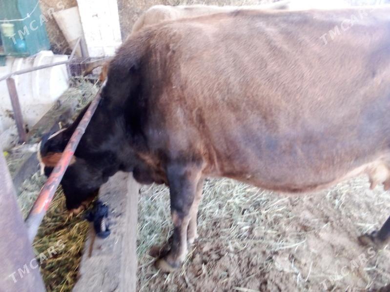 gölgeli sygyr - Gökdepe - img 7