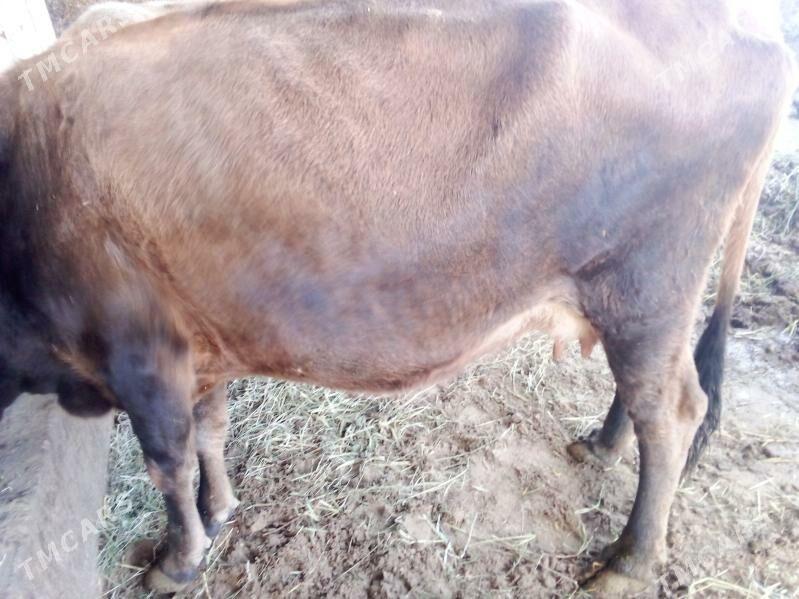 gölgeli sygyr - Gökdepe - img 6