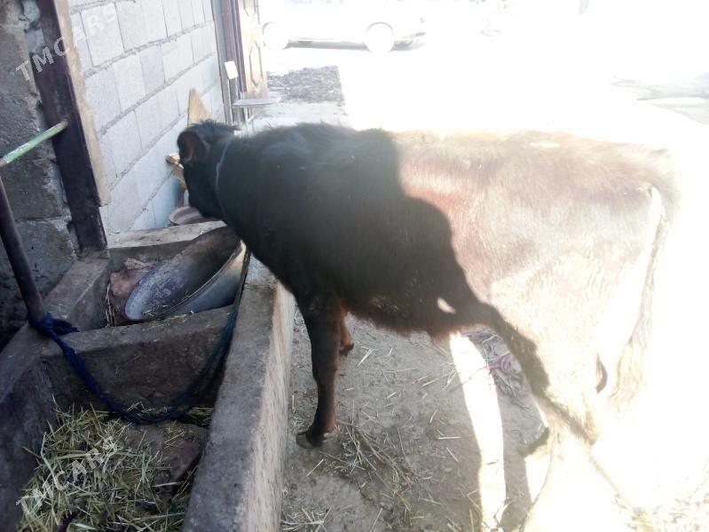 gölgeli sygyr - Gökdepe - img 2