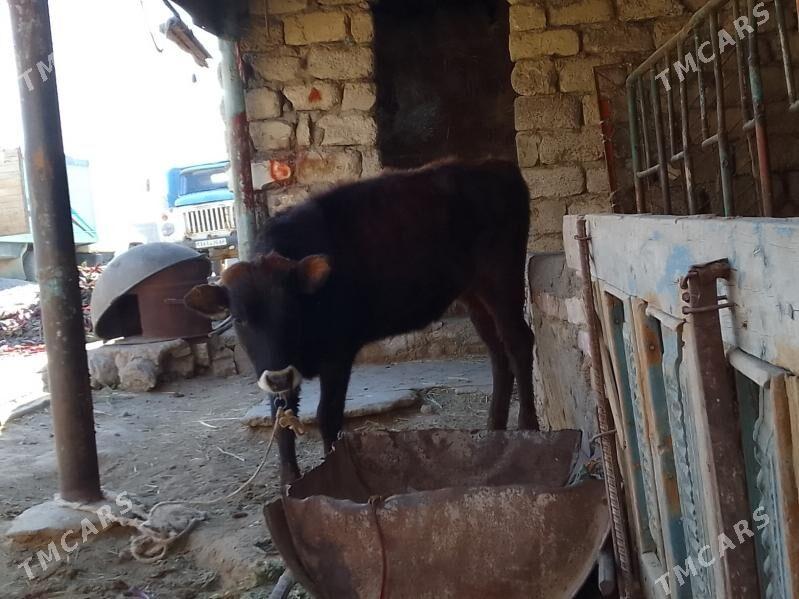 tüwe - Gökdepe - img 3