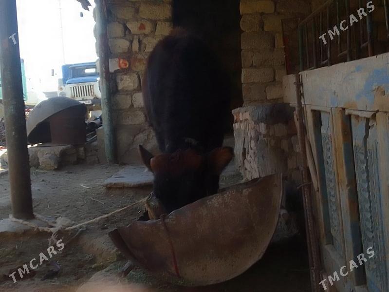 tüwe - Gökdepe - img 4