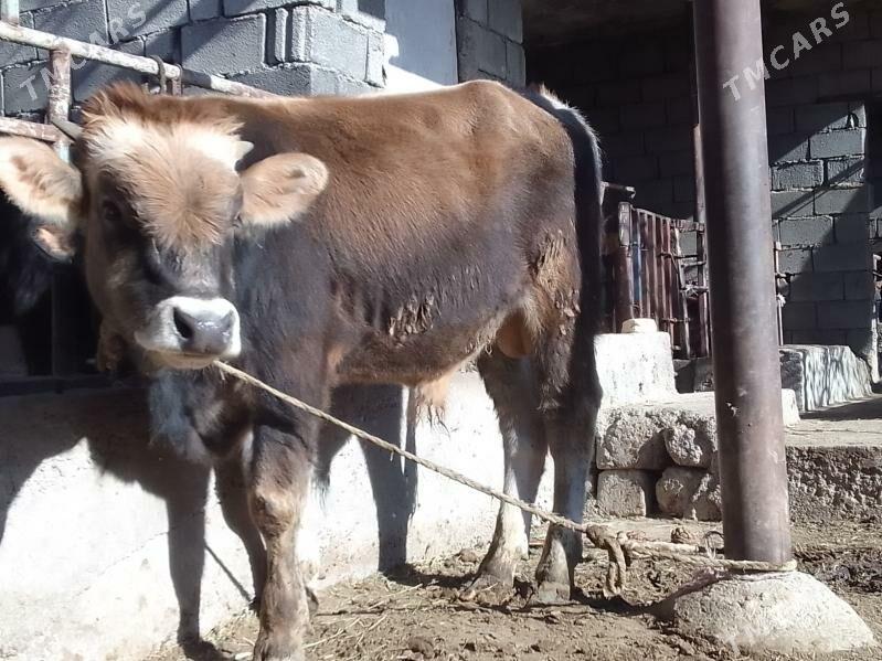 şwes öküz - Gökdepe - img 2