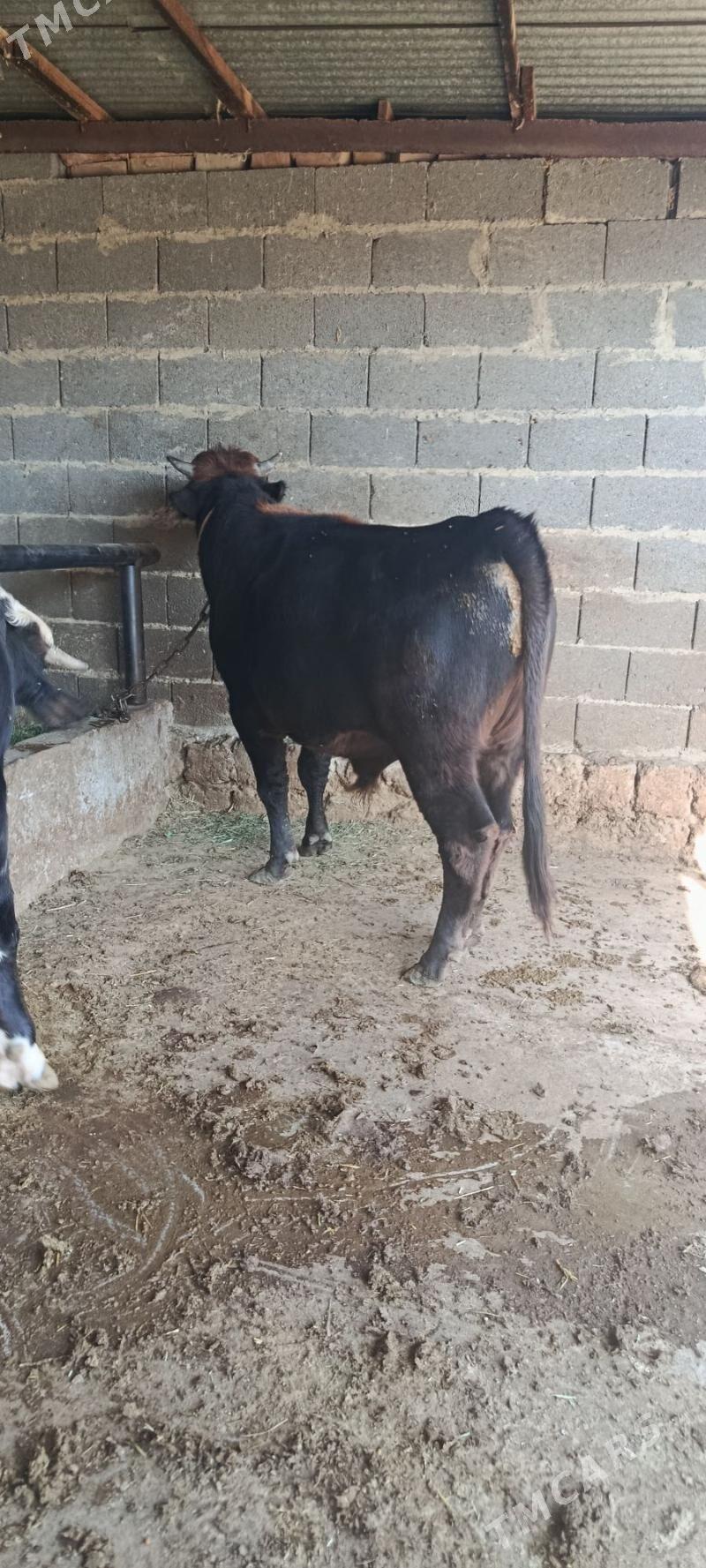 okuz - Bäherden - img 3