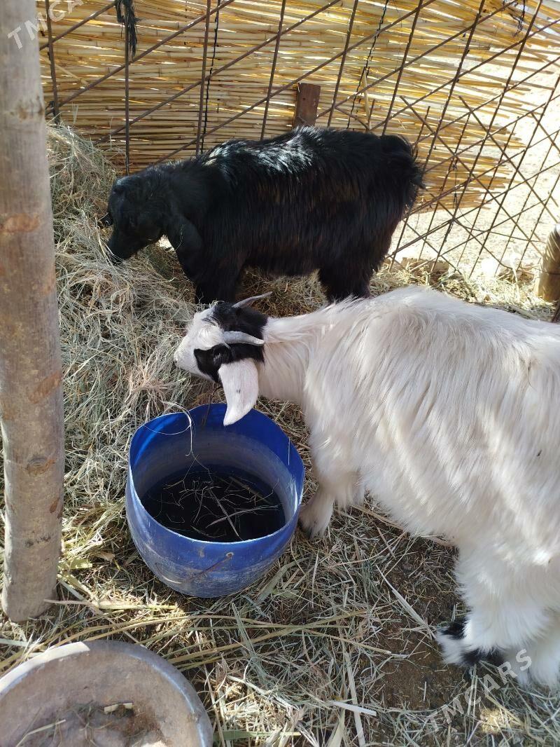 Geçi çebiş - Мары - img 2