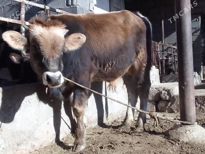 şwes öküz - Gökdepe - img 1