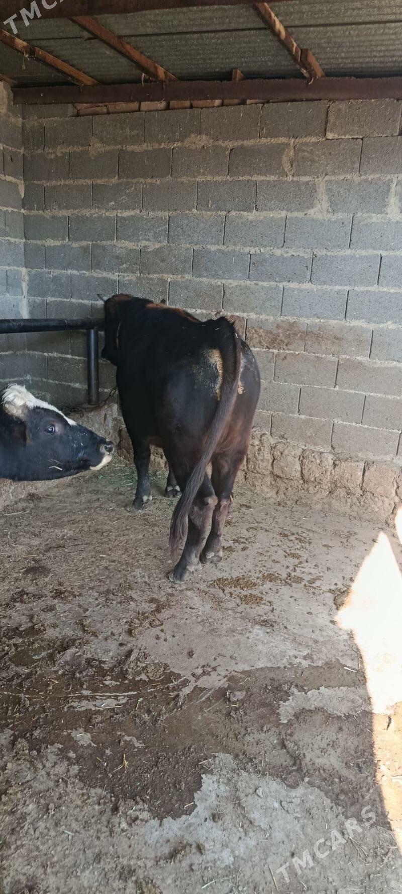 okuz - Bäherden - img 1