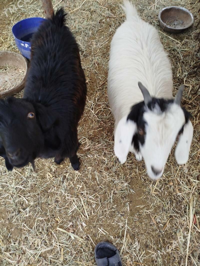 Geçi çebiş - Мары - img 3