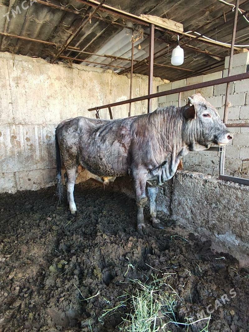 Öküz - Büzmeýin - img 2