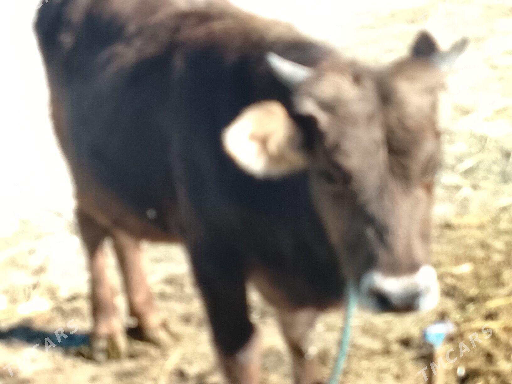 öküz - Bäherden - img 4