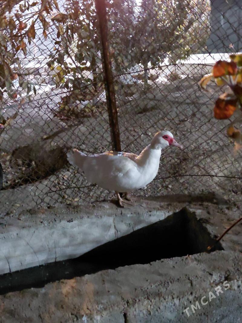 indautga - Гёкдепе - img 2