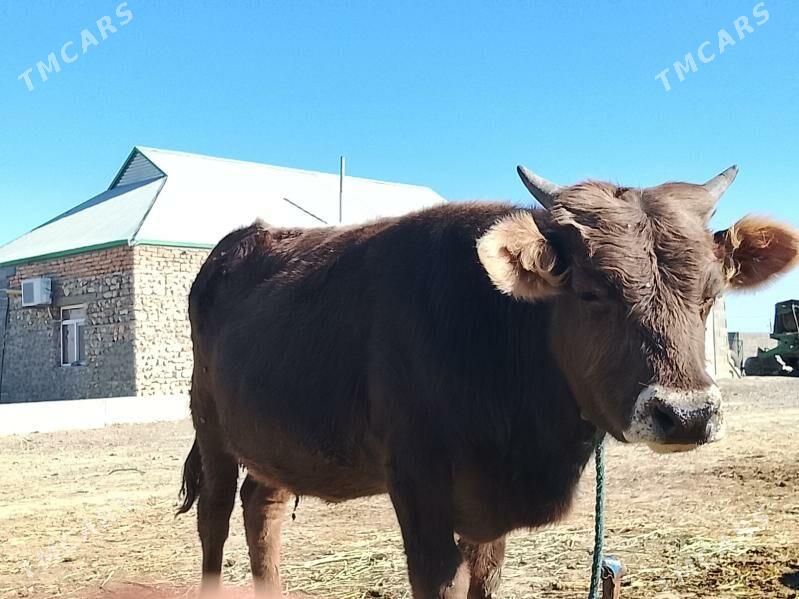 öküz - Bäherden - img 1