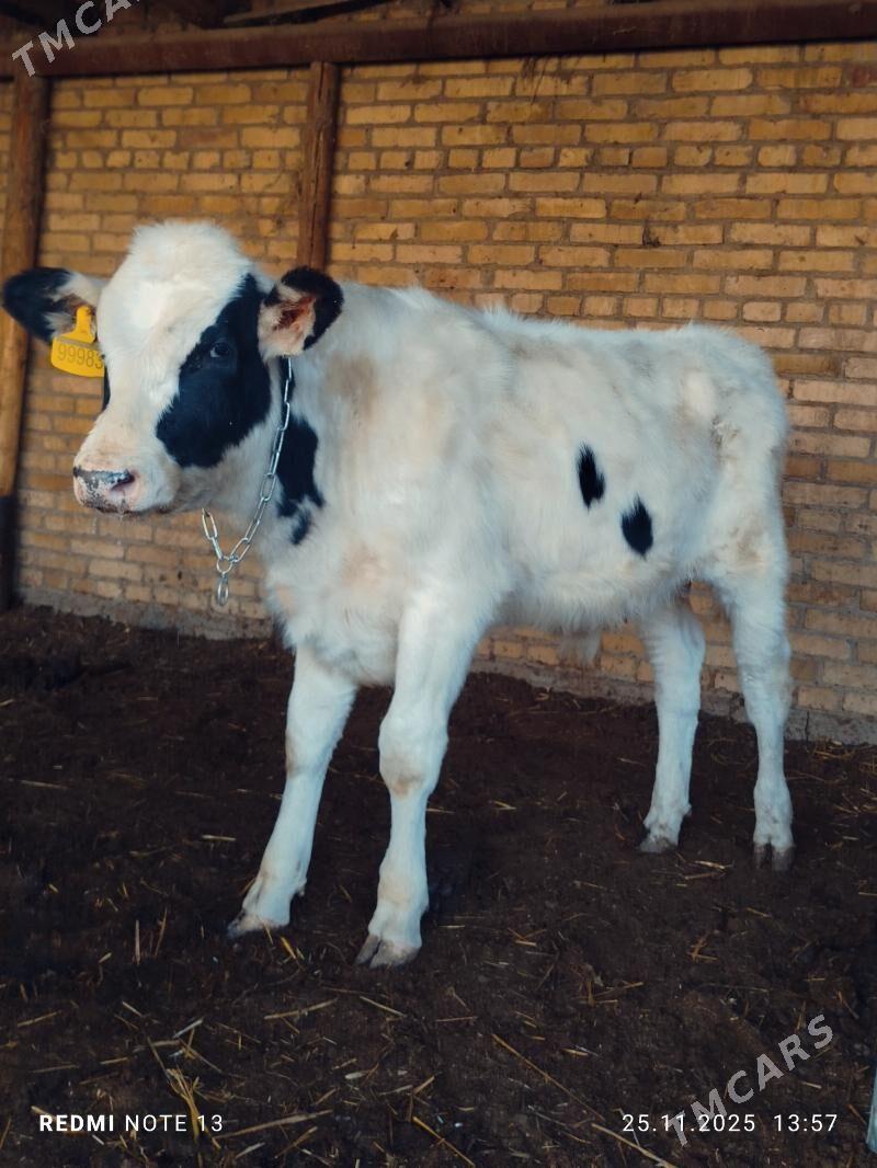 Smental okuz - Туркменабат - img 2