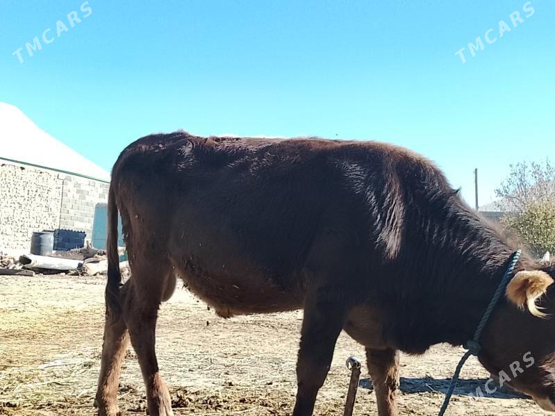 öküz - Bäherden - img 5