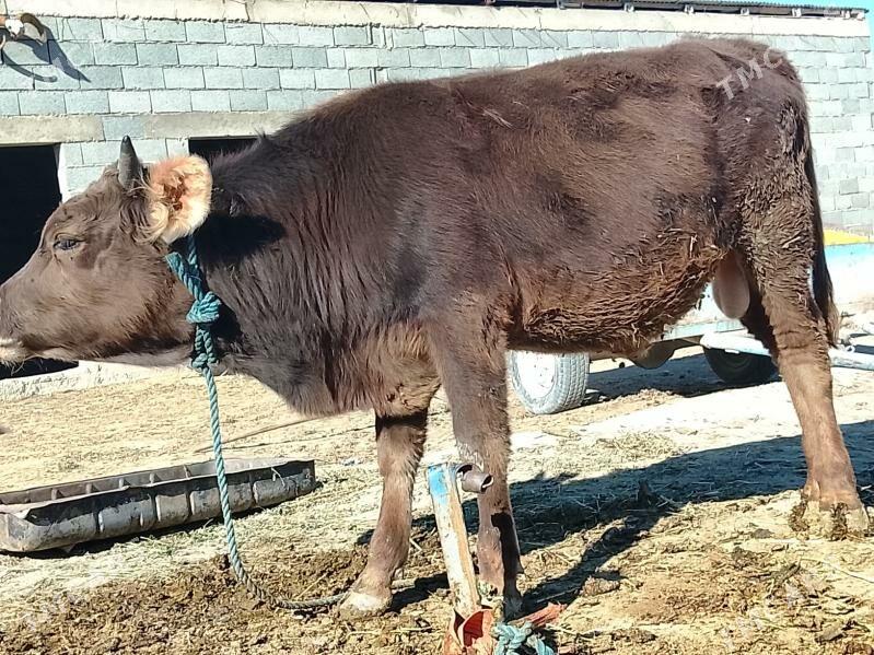 öküz - Bäherden - img 2