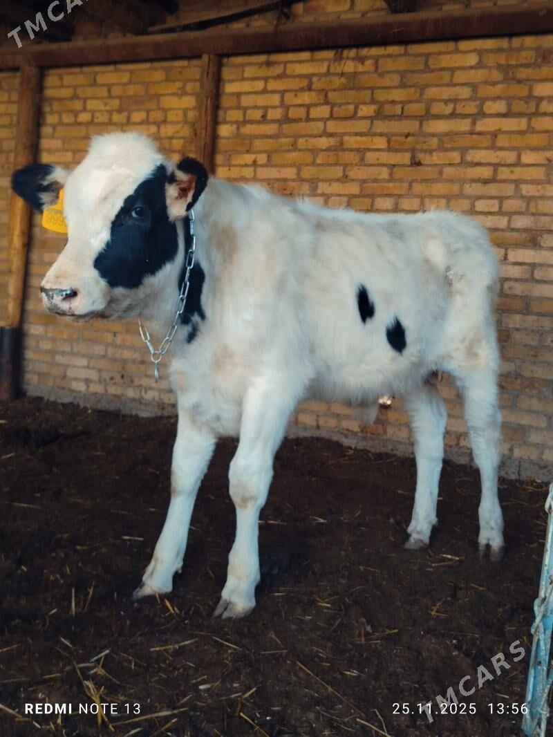 Smental okuz - Туркменабат - img 1