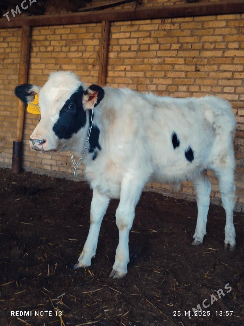 Smental okuz - Туркменабат - img 4