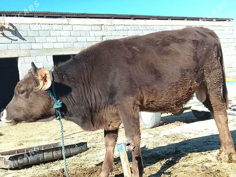 öküz - Bäherden - img 3