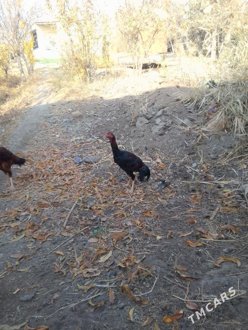 Baýsow horaz - Фарап - img 2