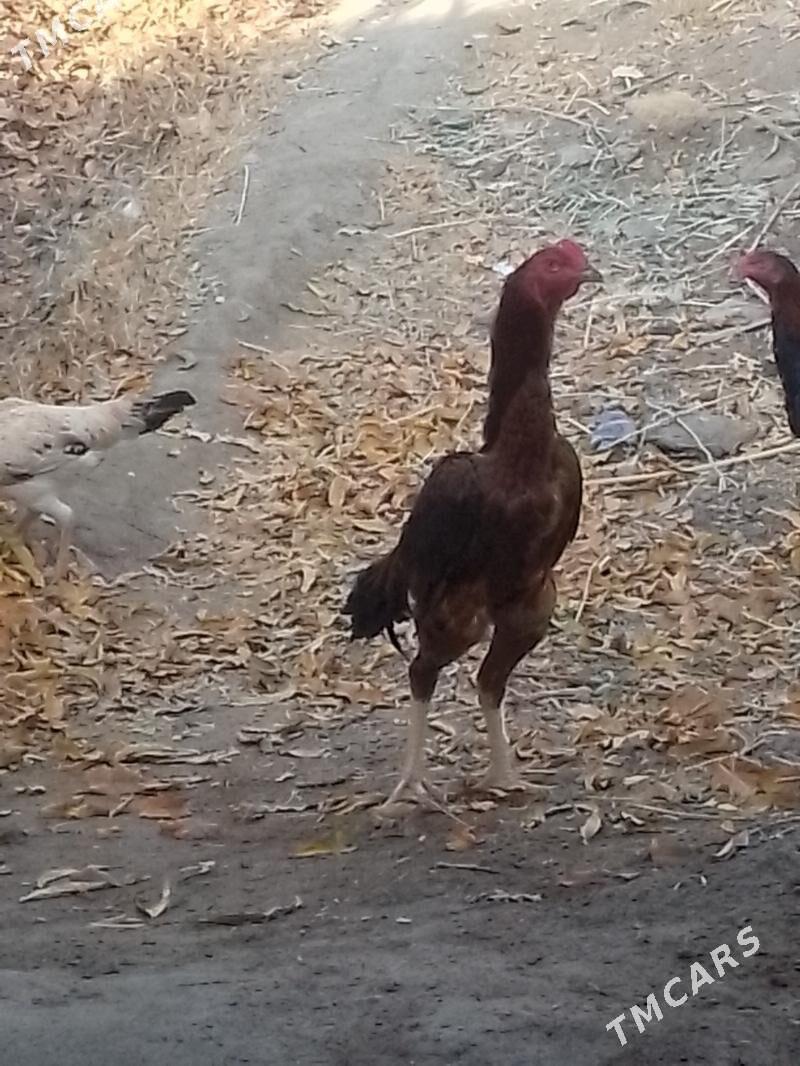 Baýsow horaz - Фарап - img 3