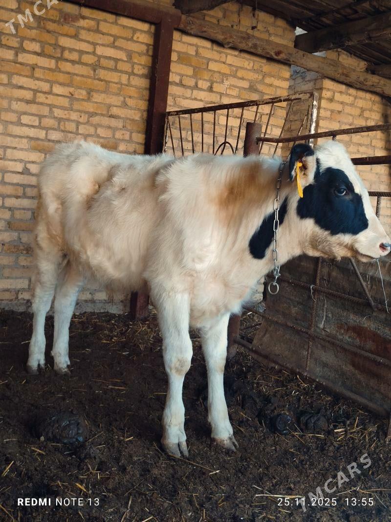 Smental okuz - Туркменабат - img 3